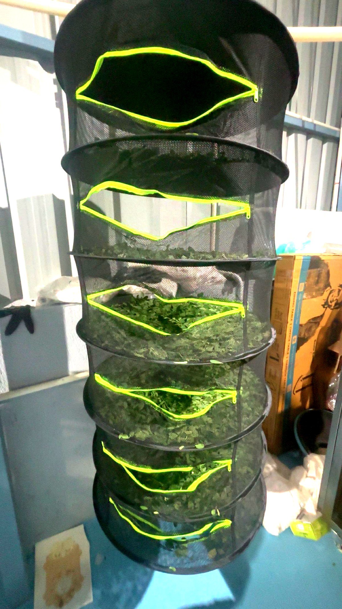 Multi-layer herb drying rack with fresh leaves — Jetti's Fruit Land facility