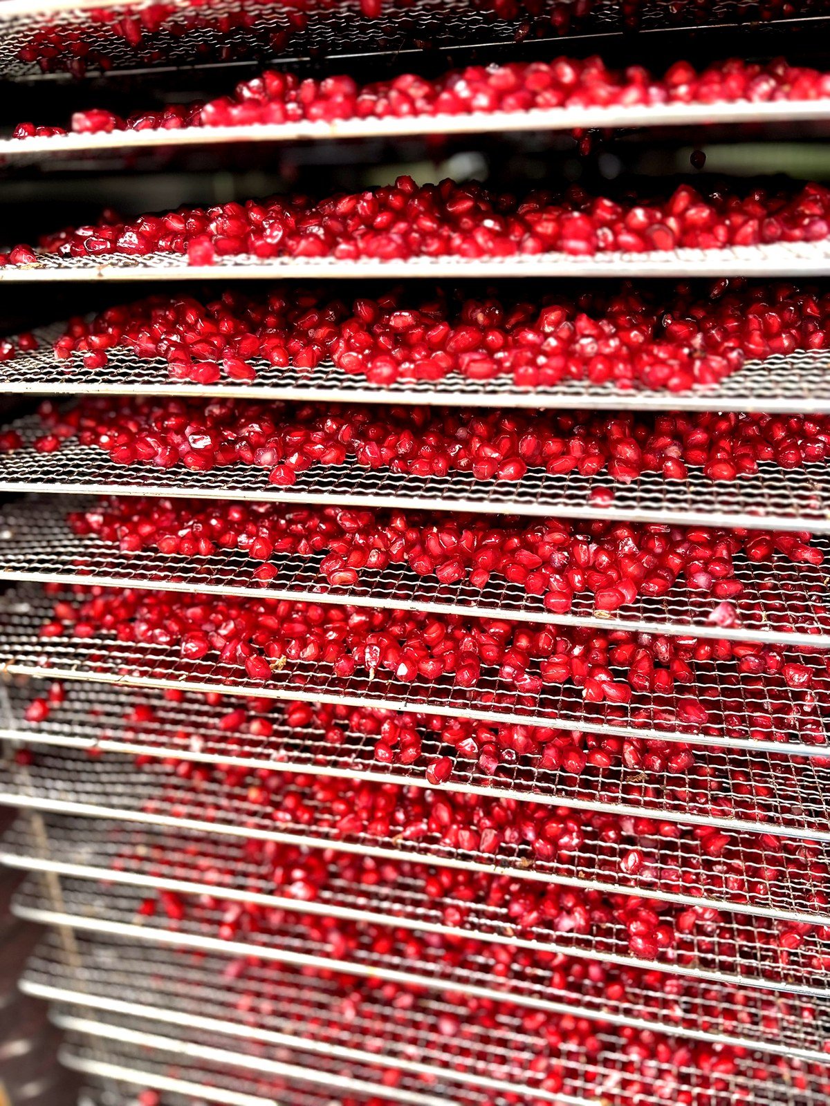 Pomegranate arils on stainless steel dehydration trays — Jetti's Fruit Land